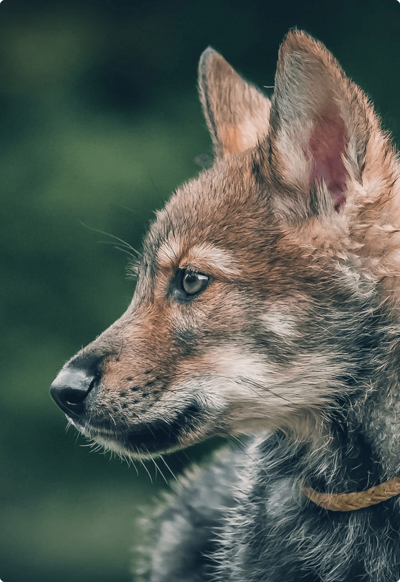 Le monde d'émi - Formation Niveau 1
