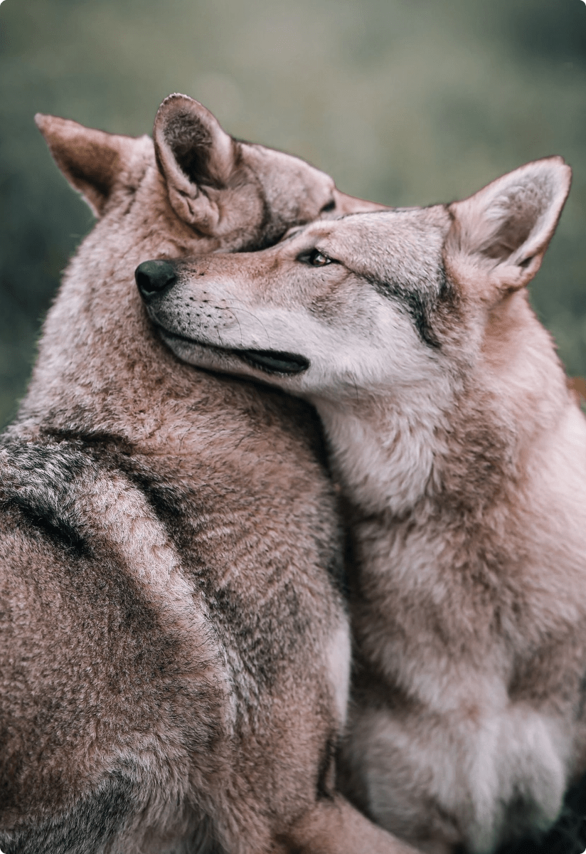 Le monde d'émi - Formation Niveau 2