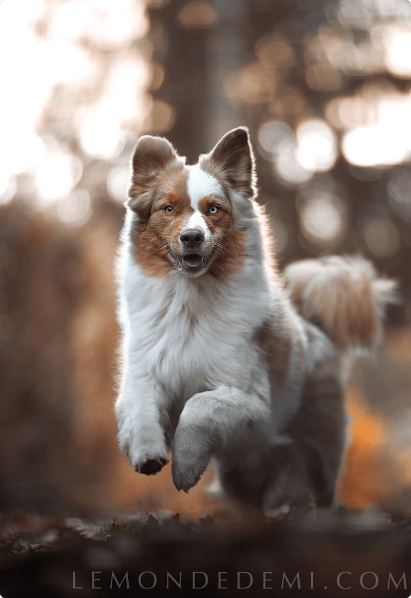 Le monde d'émi - Formation Niveau 3