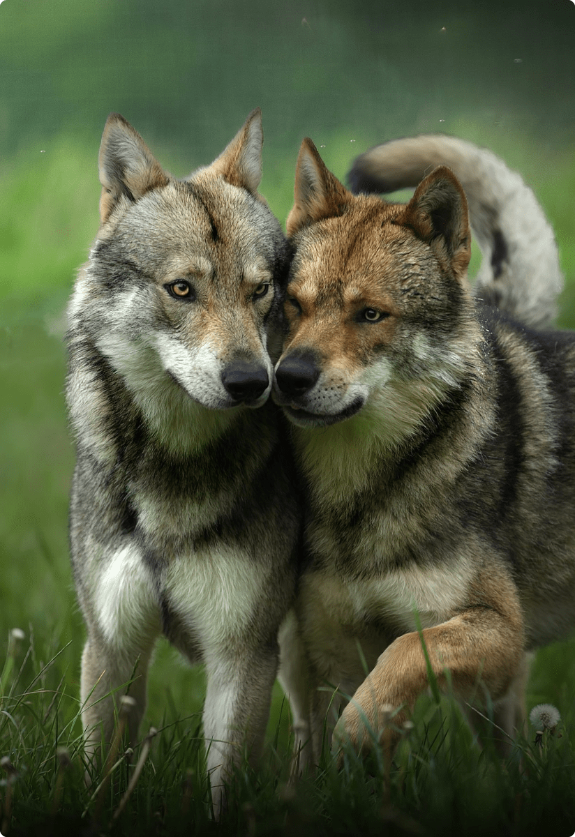 Le monde d'émi - Formation en ligne