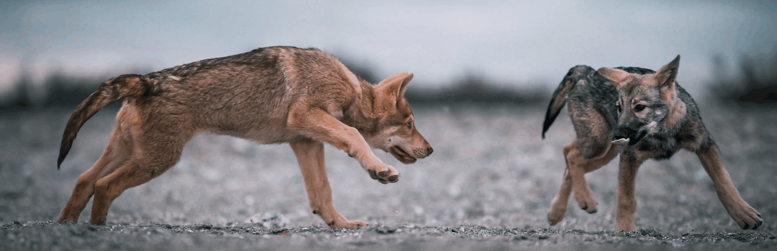 le monde emi formations